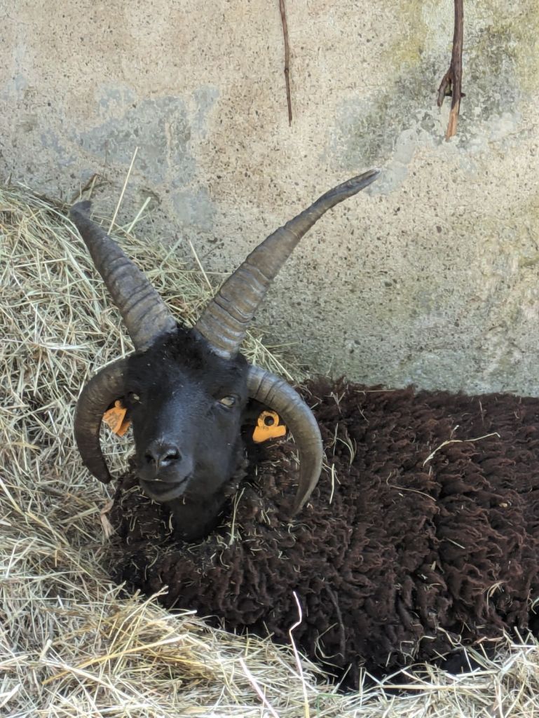 The beautiful four-horned hebridean ram "Samael" sitting next to his stable.
