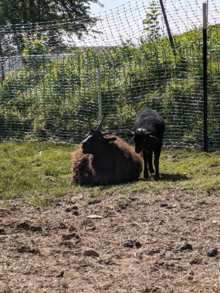The marvelous four horned hebridean ewe "Gormlaith" and her baby son "Sieghexe's Ivar", resting in the paddock.