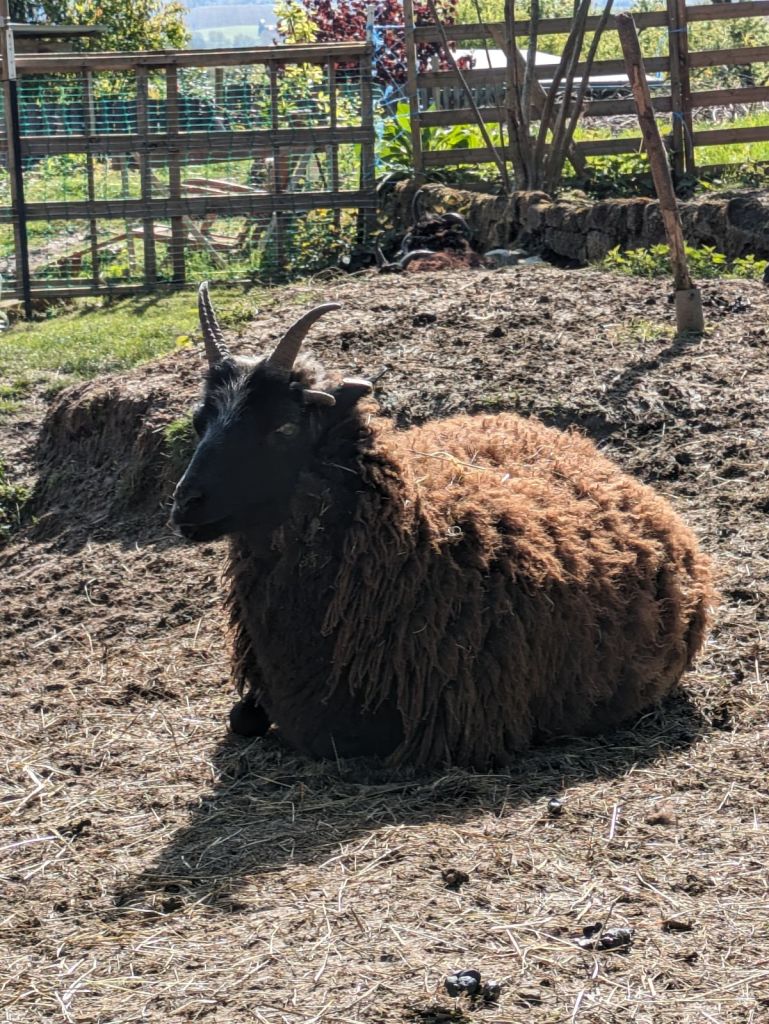 The four horned hebridean ewe "Briga" resting in the sun.