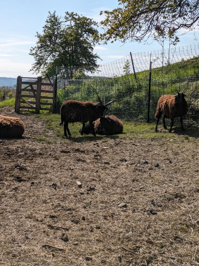 Some of the Sieghexe's flock of hebridean sheep.