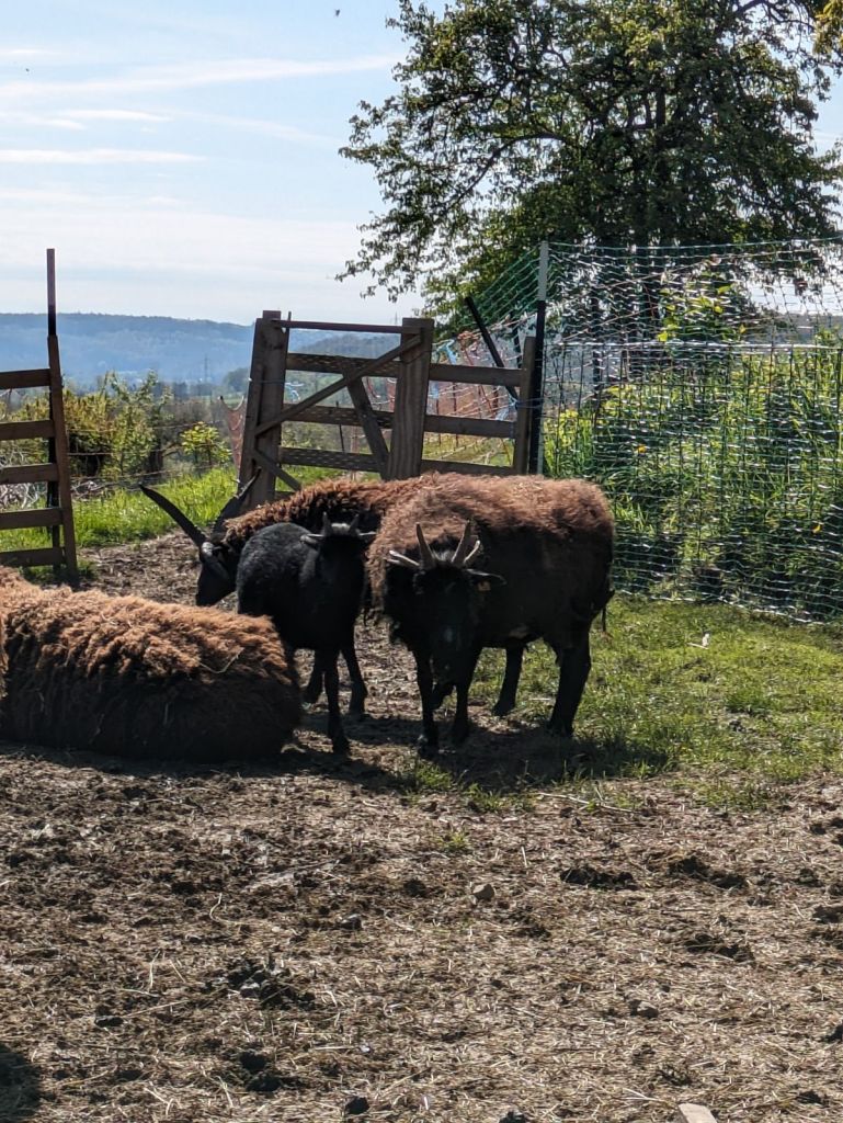 Sieghexe's Ivar, Gormlaith, Samael and Branwyn